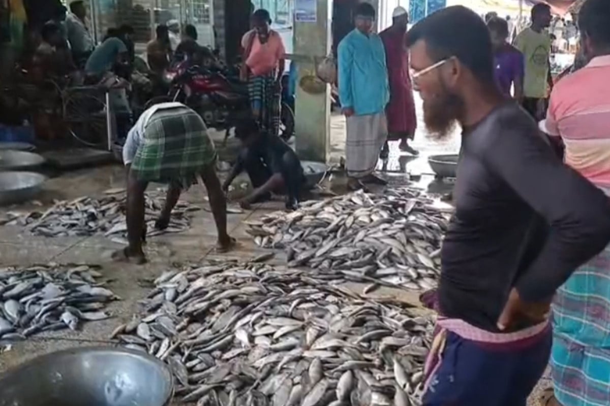 এক জেলের জালে ধরা পড়েছে ৪৩ মণ ইলিশ
