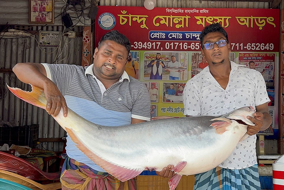 পদ্মার এক পাঙ্গাসের দাম ৩৫ হাজার টাকা