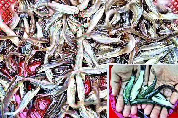 মাছ উৎপাদনে নীরব বিপ্লব