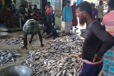 এক জেলের জালে ধরা পড়েছে ৪৩ মণ ইলিশ