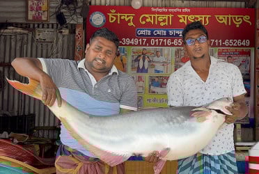 পদ্মার এক পাঙ্গাসের দাম ৩৫ হাজার টাকা