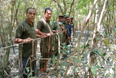 সুন্দরবনে হরিণ শিকারের ১৩৫ ফাঁদ জব্দ