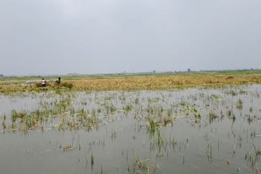 পাবনায় পানিতে তলিয়ে গেছে খেত