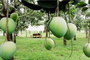 তীব্র গরমে বদলে গেল হাঁড়িাঙ্গার ক্যালেন্ডার