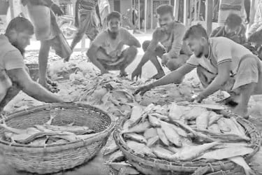 প্রাণ ফিরেছে মহিপুর আলীপুরে
