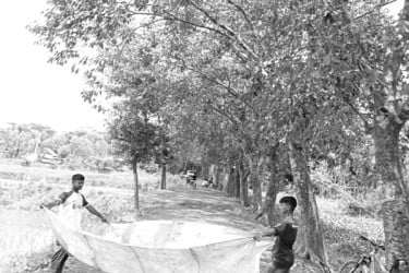 সড়কজুড়ে শুধু জাম গাছ