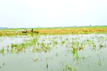 অসময়ে বন্যায় বিপাকে কৃষক