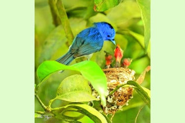 দুর্লভ কালাঘাড় রাজন পাখির পিতৃত্ববোধ