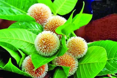 আজ পয়লা আষাঢ়