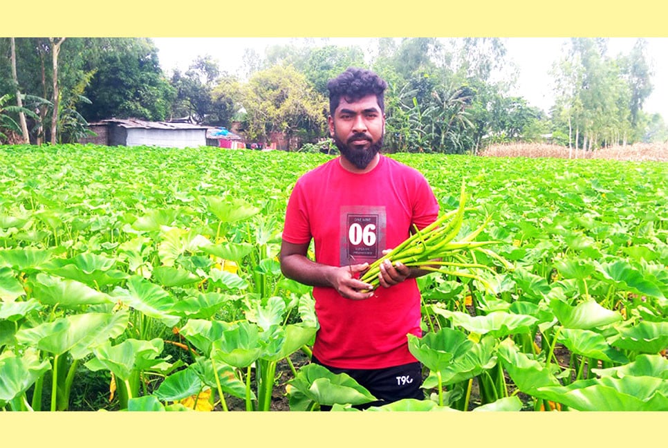 কচুর লতি চাষ করে চার তরুণের বাজিমাত