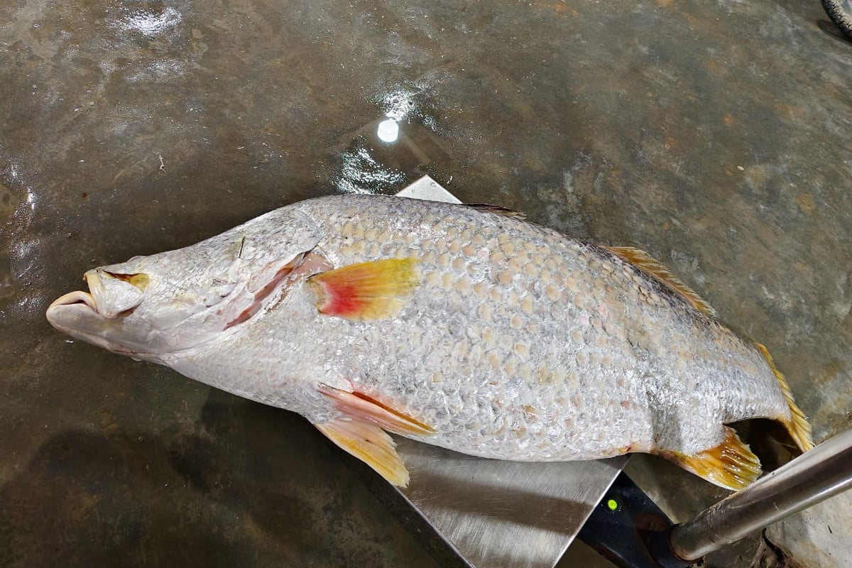 জেলের জালে ধরা পড়ল ২৩ কেজি ওজনের কোরাল