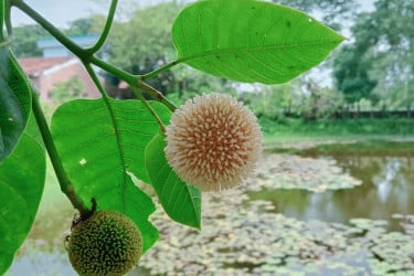 আষাঢের প্রথম দিনে বৃষ্টির দেখা নেই রংপুরে