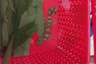 নেত্রকোনায় তক্ষক পাচারকালে আটক ১২