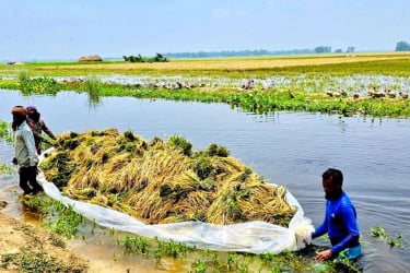 চলনবিলের কৃষকদের ধান পানির নিচে