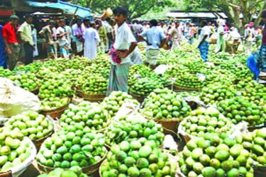 আমের ‘ঢলন’ প্রথায় ক্ষতিগ্রস্ত চাষিরা