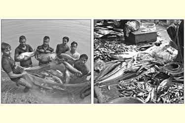 মাছে সচল অর্থনীতির চাকা