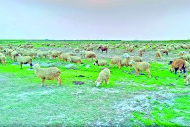 চরে কৃষিবিপ্লবের হাতছানি