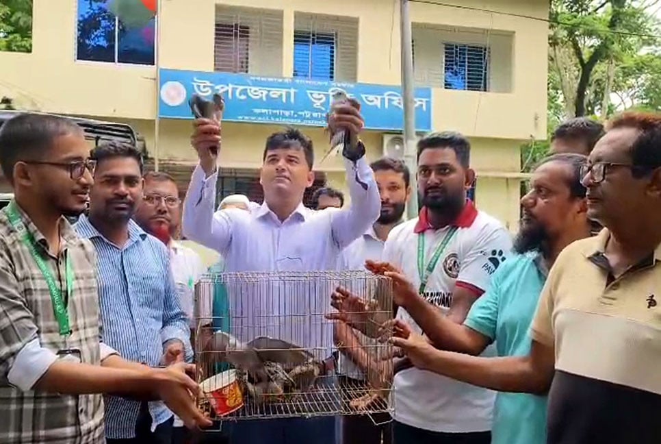 কলাপাড়ায় ১০ ঘুঘু পাখি অবমুক্ত