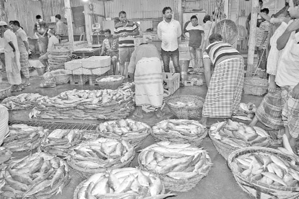 সিন্ডিকেটে চড়া ইলিশের দাম