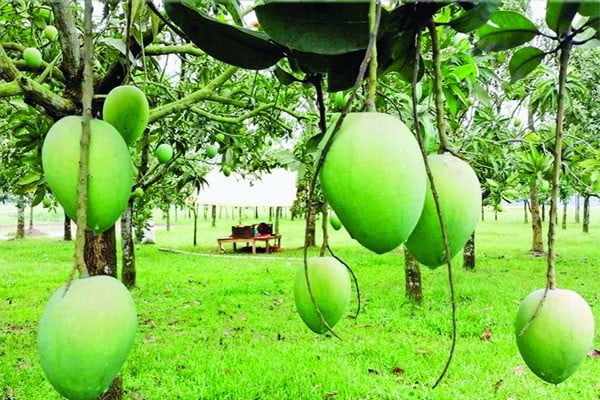 হাঁড়িভাঙায় মাতছে রংপুর