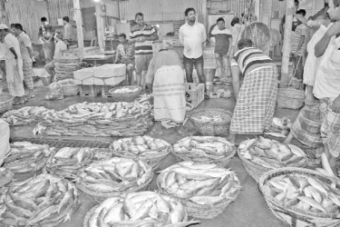 সিন্ডিকেটে চড়া ইলিশের দাম