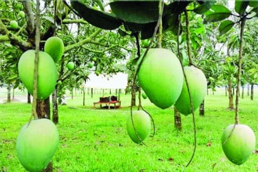 হাঁড়িভাঙায় মাতছে রংপুর