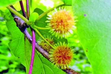 দুর্লভ কেলি কদমের ফুল ফুটলেও ফল ও চারা হয় না