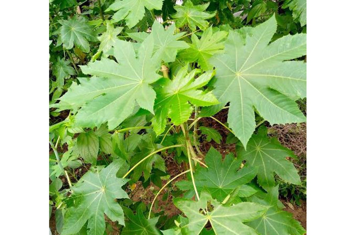 ইতিহাসের অন্তরালে রোকেয়ার ভেরেন্ডা আন্দোলন