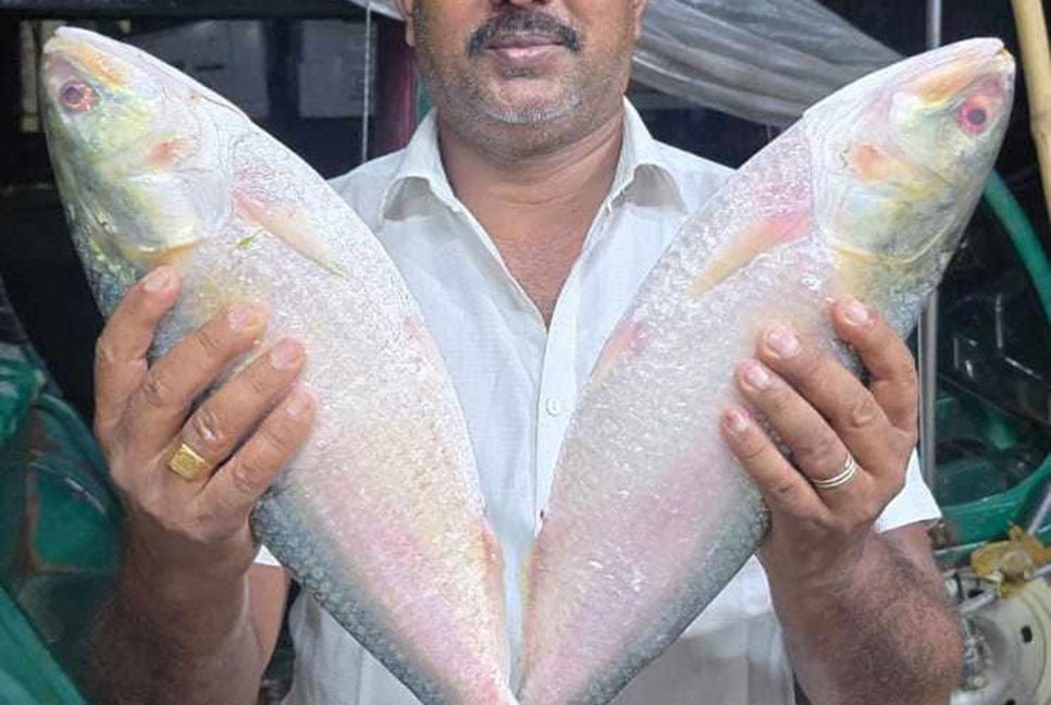 পদ্মার দুই ইলিশের দাম ১৪ হাজার