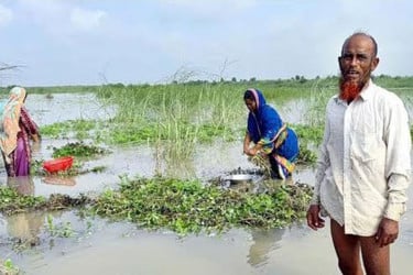 ফরিদপুরের চরাঞ্চলের কয়েকশ একর বাদাম খেত পানিতে তলিয়ে গেছে