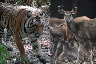 বাঘের বিপন্ন ভবিষ্যৎ বদলে দিল সাম্বার হরিণ প্রকল্প
