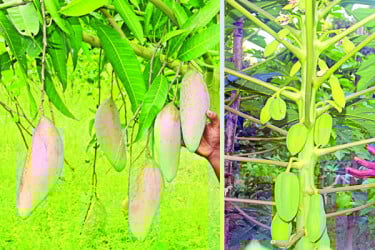 কৃষিতে লাজুর নজরকাড়া সাফল্য