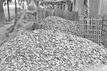 অবাধে নিধন শামুক-ঝিনুক