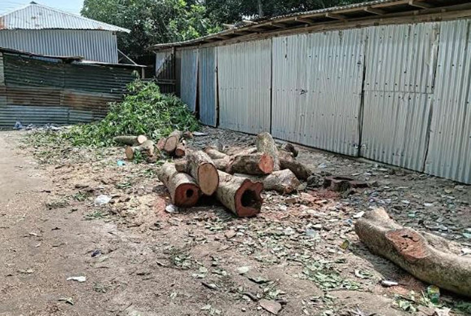 মুকসুদপুরে ছাত্রদল নেতার বিরুদ্ধে সরকারি গাছ কাটার অভিযোগ