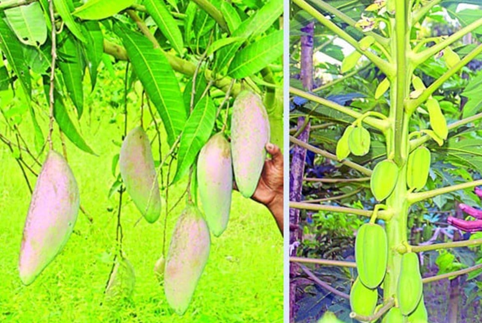 কৃষিতে লাজুর নজরকাড়া সাফল্য