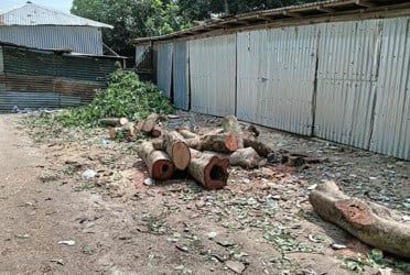 মুকসুদপুরে ছাত্রদল নেতার বিরুদ্ধে সরকারি গাছ কাটার অভিযোগ