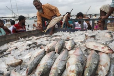 নদীতে ইলিশের দেখা নেই, আকাশছোঁয়া দাম বাজারে