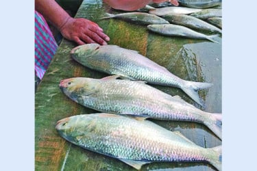 ইলিশ কমছে যে কারণে