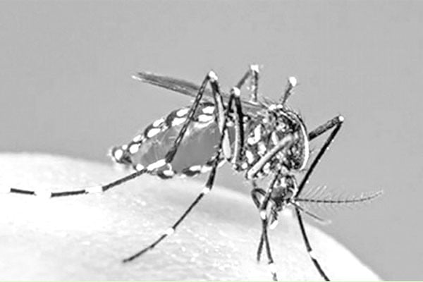 ডেঙ্গুজ্বরের লক্ষণ ও সতর্কতা