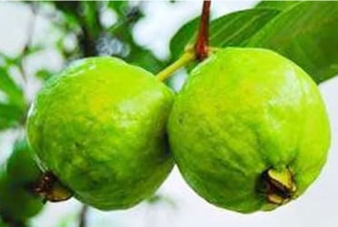 পেয়ারার পুষ্টিগুণ