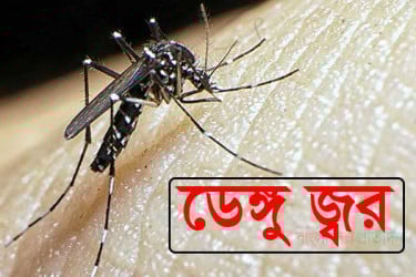 ডেঙ্গুতে বরগুনায় শতবর্ষী বৃদ্ধার মৃত্যু, ২৪ ঘণ্টায় নতুন আক্রান্ত ১২৬