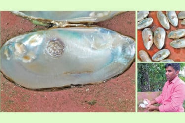 মুক্তা চাষে অর্থনৈতিক সমৃদ্ধি
