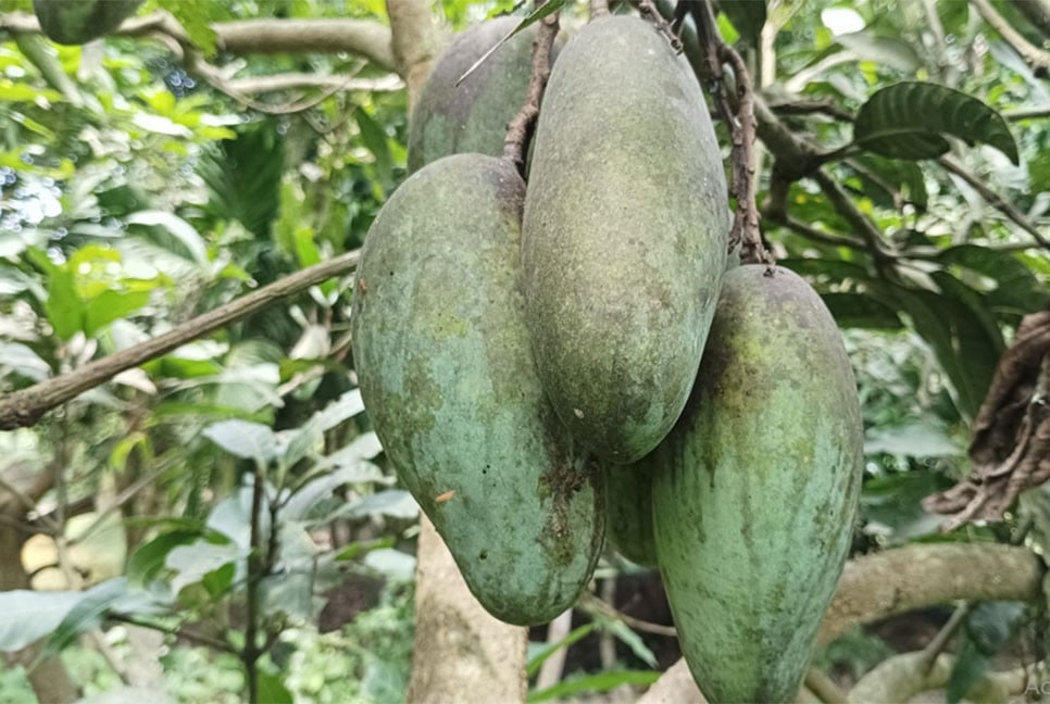 উঠানে পুকুরপাড়ে ফলের মেলা