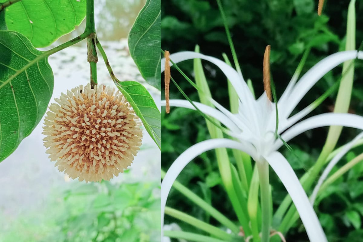 বর্ষার ফুলে মুগ্ধতায় ভাসছে রংপুর
