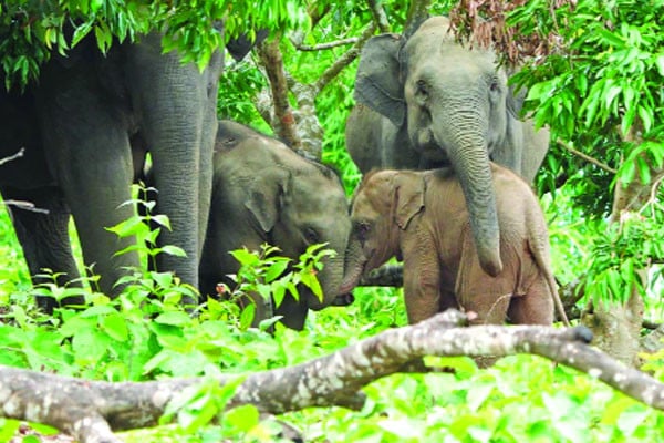 গোলাপি হাতি
