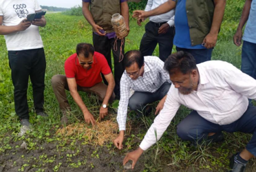 কুষ্টিয়ায় র‍্যাবের অভিযানে বিলুপ্তপ্রায় ৬৭ কচ্ছপ উদ্ধার