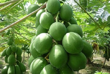 কাঁচা পেঁপের পুষ্টিগুণ