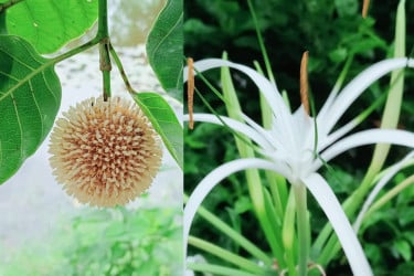 বর্ষার ফুলে মুগ্ধতায় ভাসছে রংপুর
