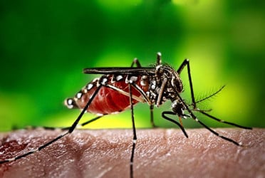 ডেঙ্গুজ্বরের লক্ষণ ও সতর্কতা