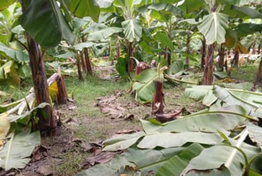 কলা গাছের সঙ্গে এ কেমন শত্রুতা!